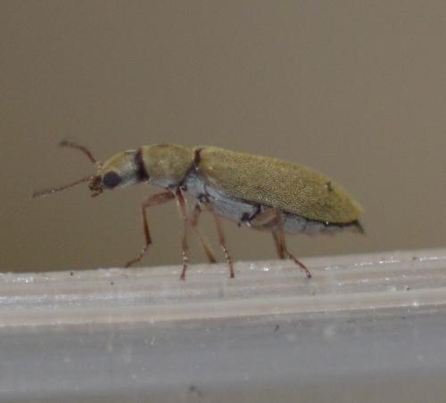 Danacea sp.